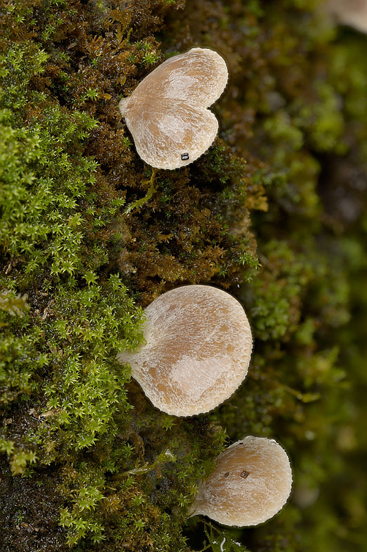 Hohenbuehelia auriscalpium